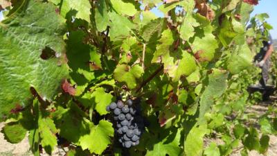 MACONNAIS / BEAUJOLAIS / BOURGOGNES ROUGES